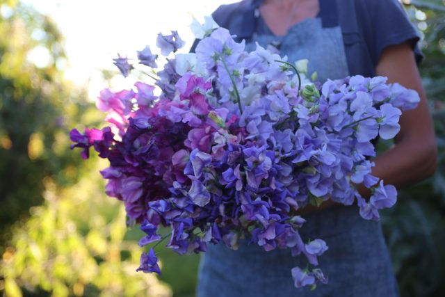 Armload of sweet peas at Floret