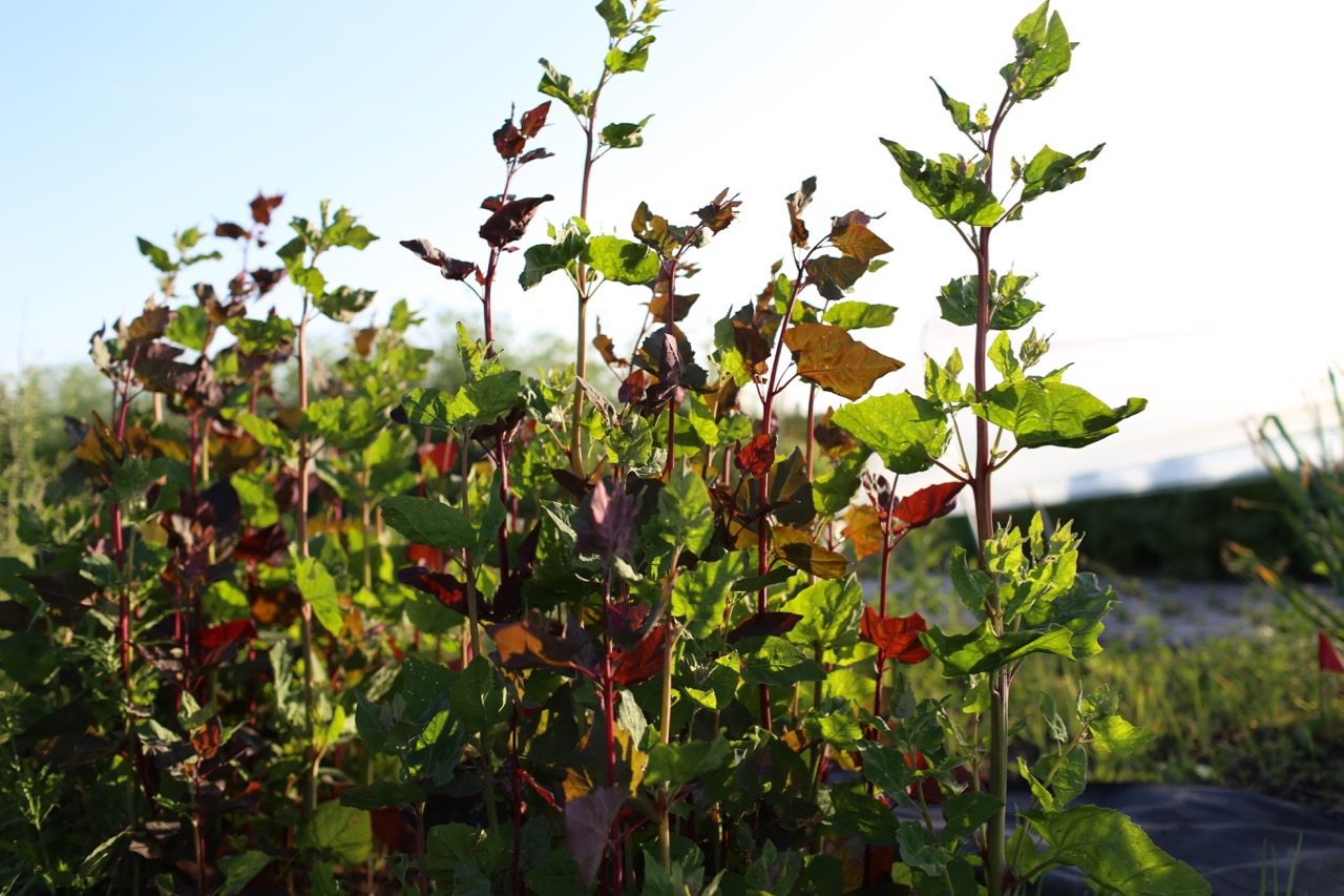 Foliage growing in a field