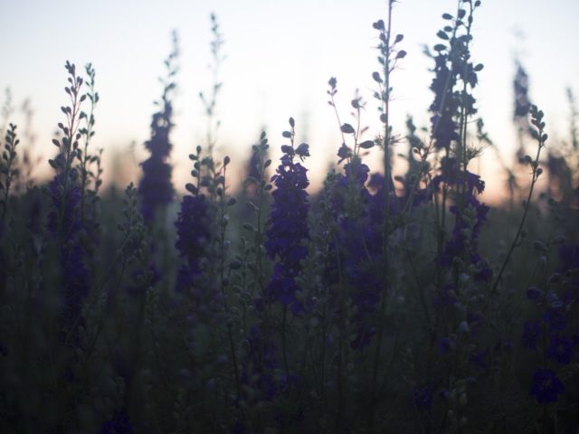 Larkspur growing in a field at dusk