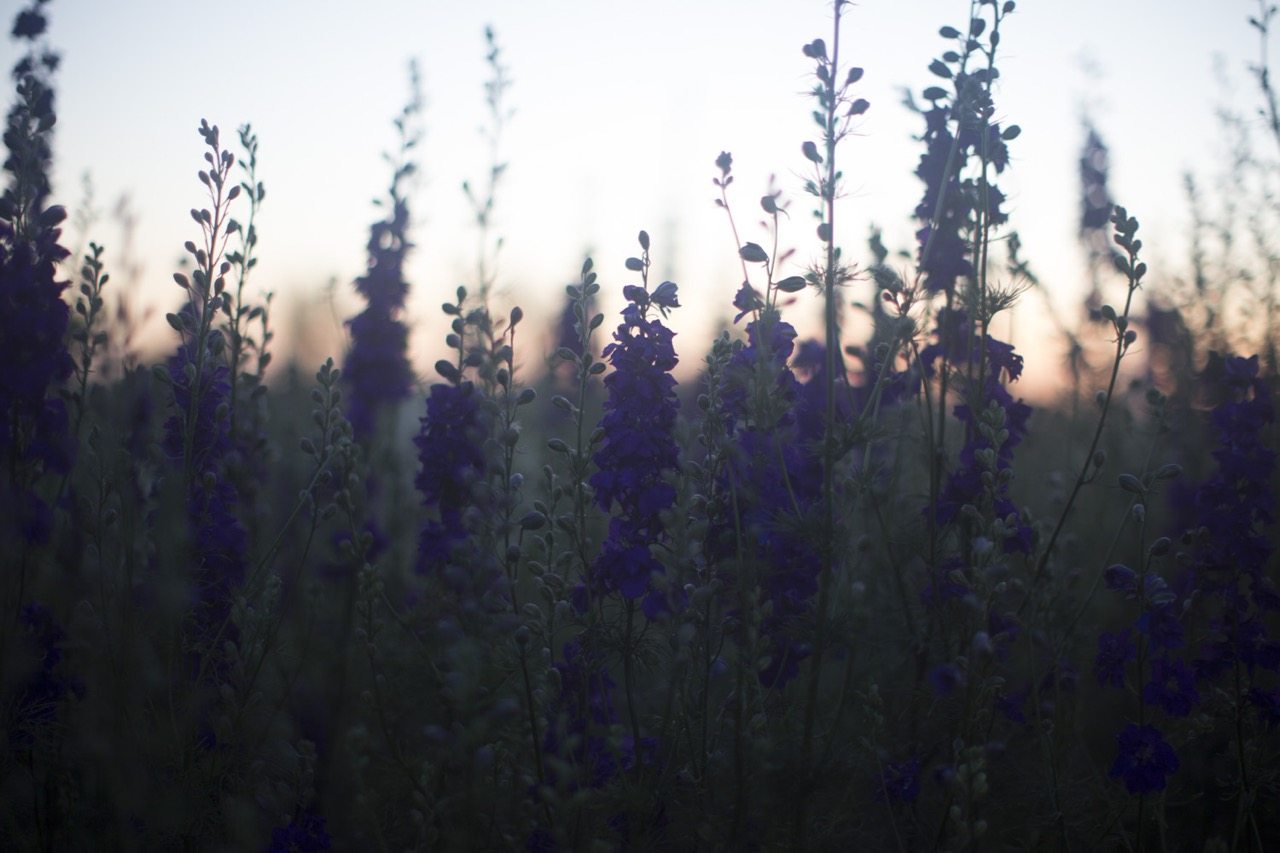Larkspur growing in a field at dusk