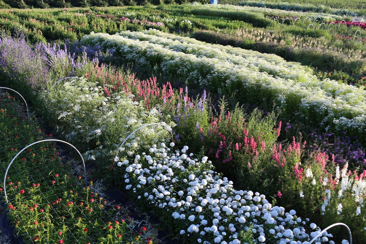 Flowers growing in a field