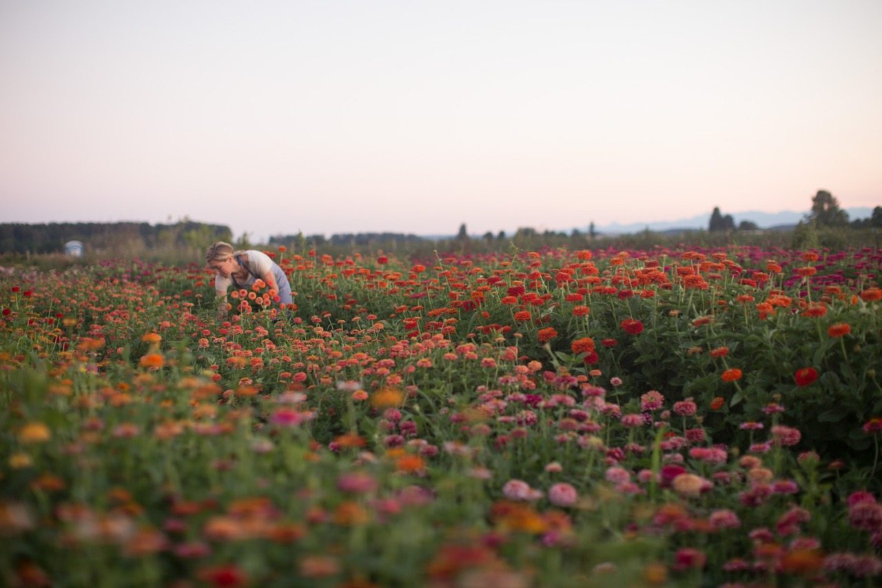 Erin Benzakein harvesting zinnias in the field