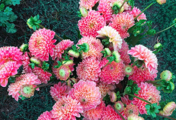 Dahlias in a bucket