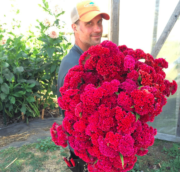 Chris Benzakein with an armload of celosia