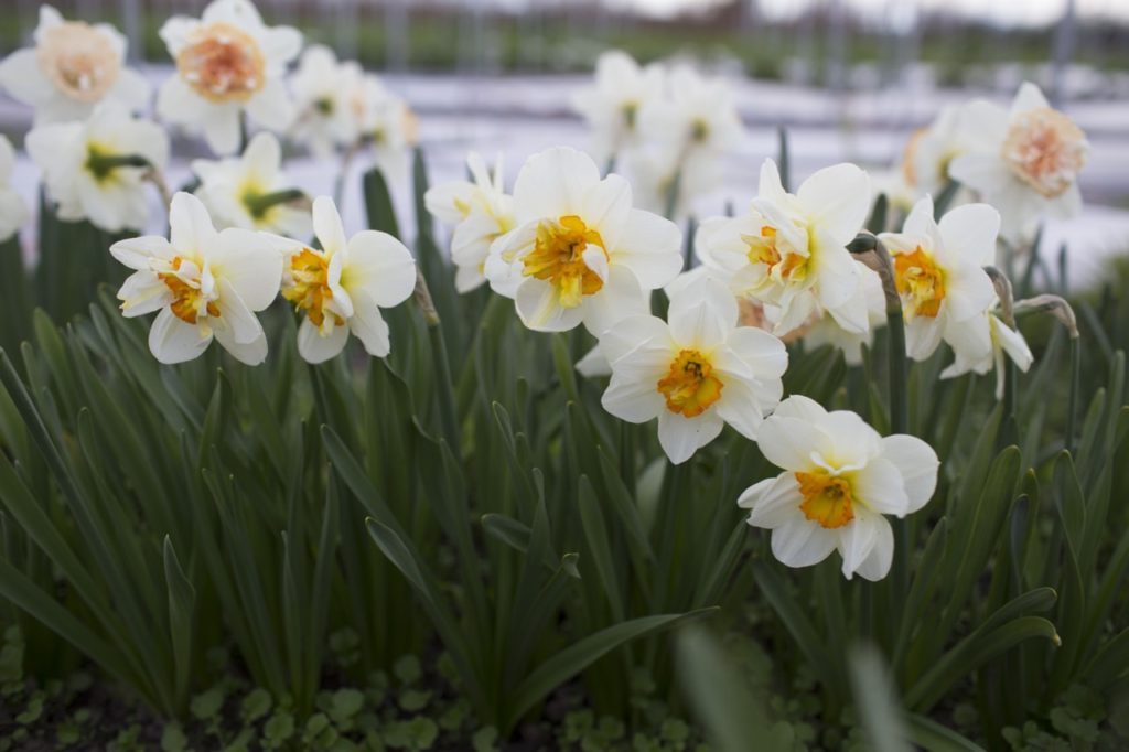 In Praise of Mini-Daffodils