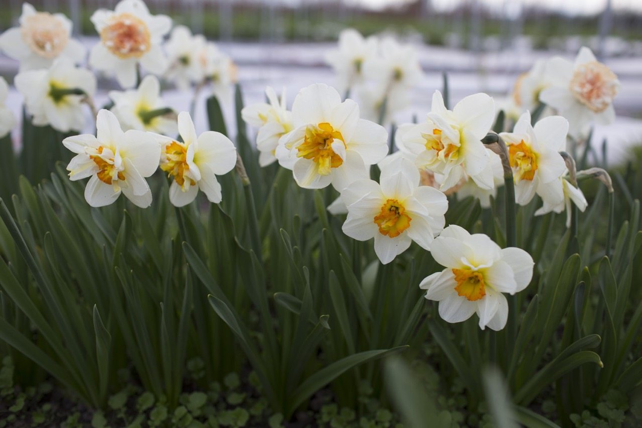 Daffodils growing in a field