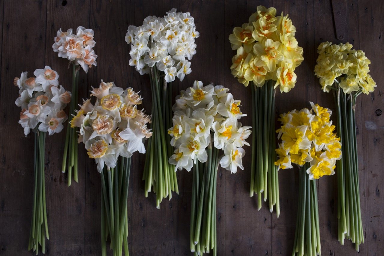 Specialty daffodil varieties from Floret Flower Farm