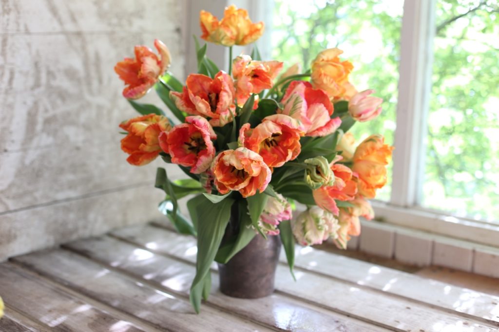 Tulips Professor Rongren and Apricot Parrot