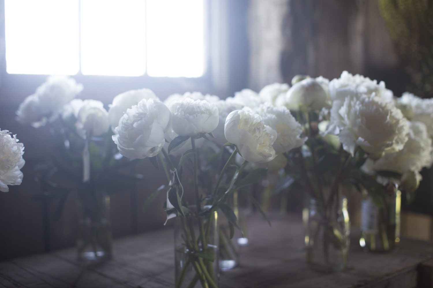 Vases of white peonies