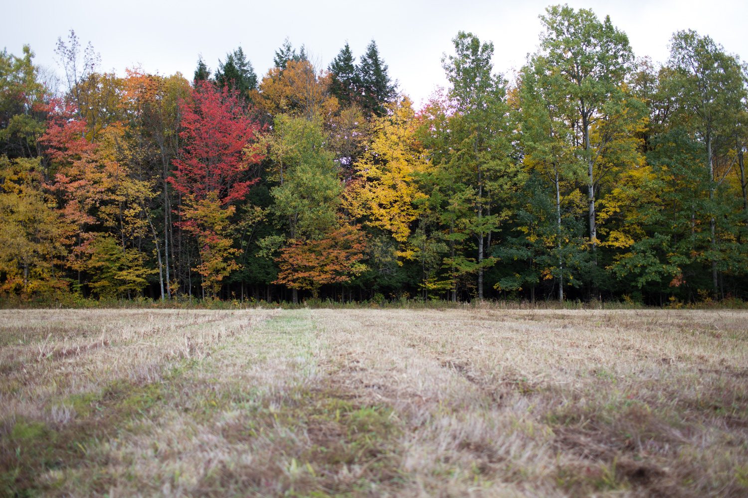 A field bordered by autumn trees