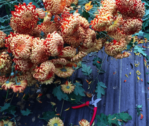 Chrysanthemums growing