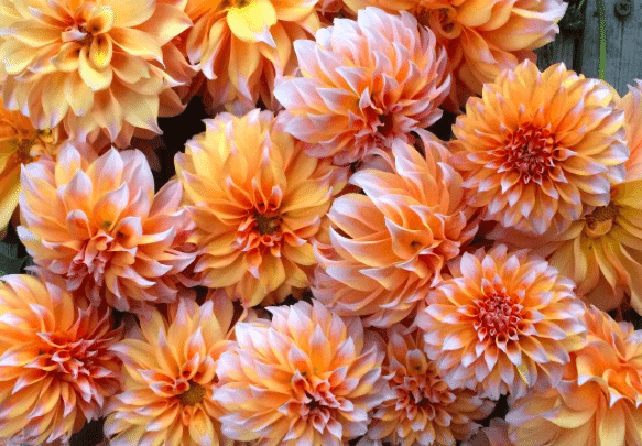 Dahlia blooms