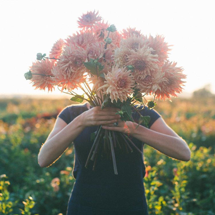 Dahlia Terracotta