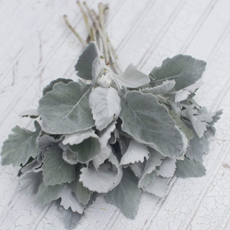 Dusty Miller