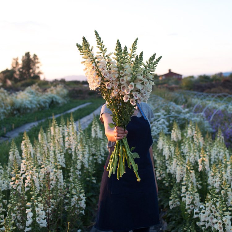 Camelot Cream Foxglove