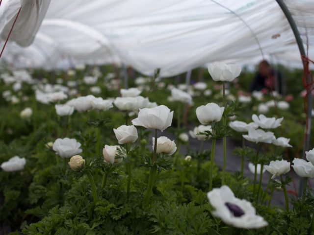 Anemones growing in a greenhouse