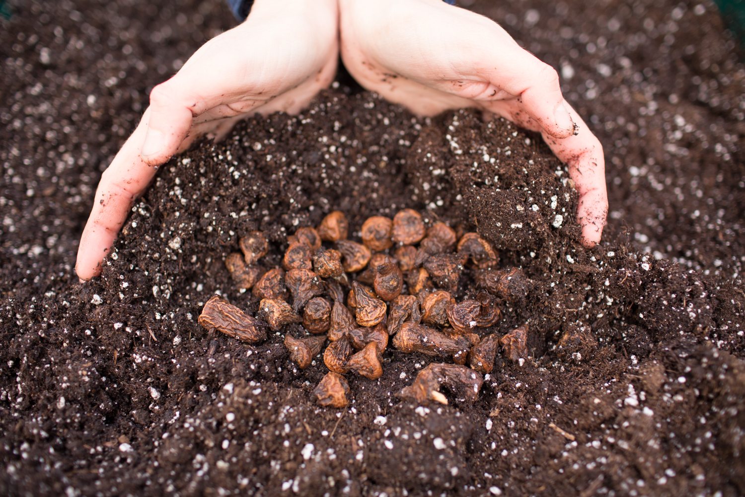 Burying anemone corms in soil