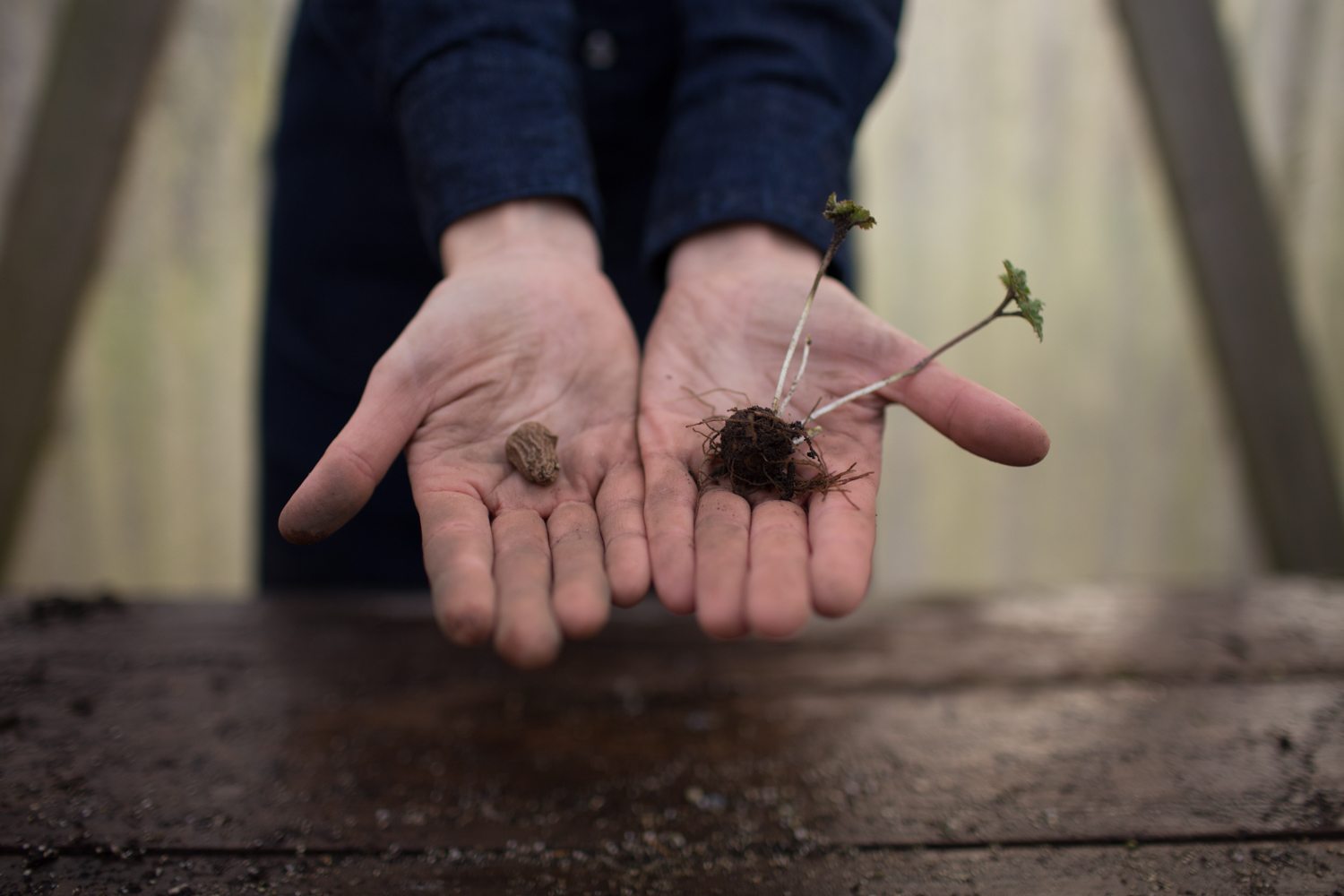 How to Grow Anemones - Floret Flowers