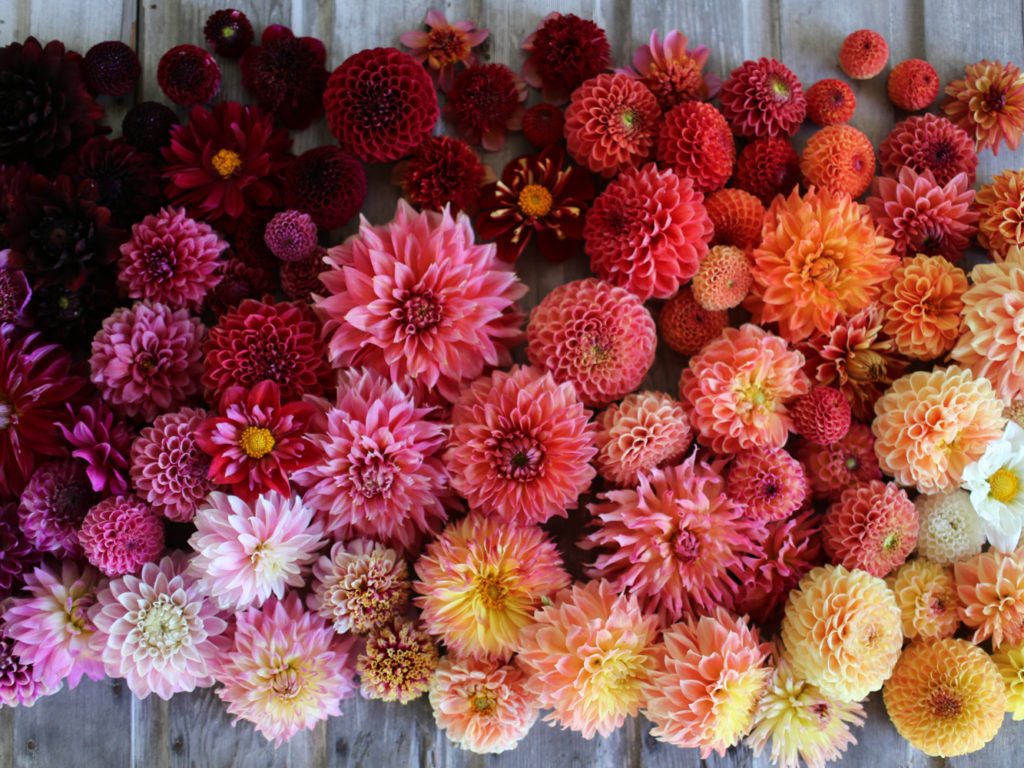 How to Grow Ranunculus Floret Flowers