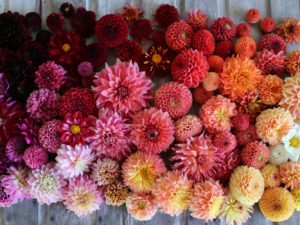 dahlia flower heads in shades of red, pink, orange, and yellow