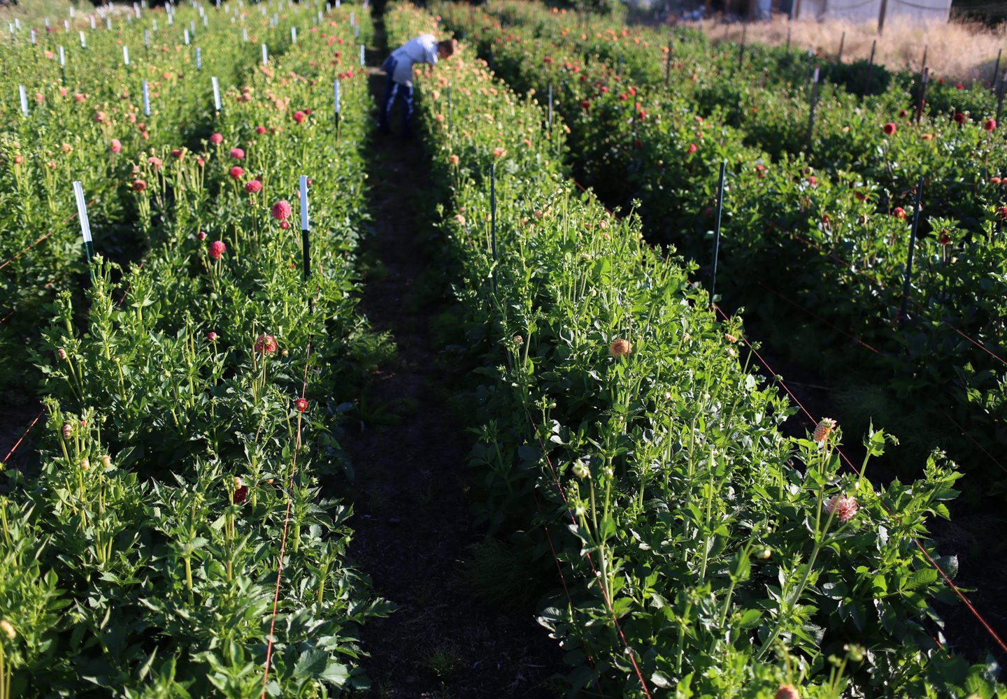 Rows of dahlias growing in a field