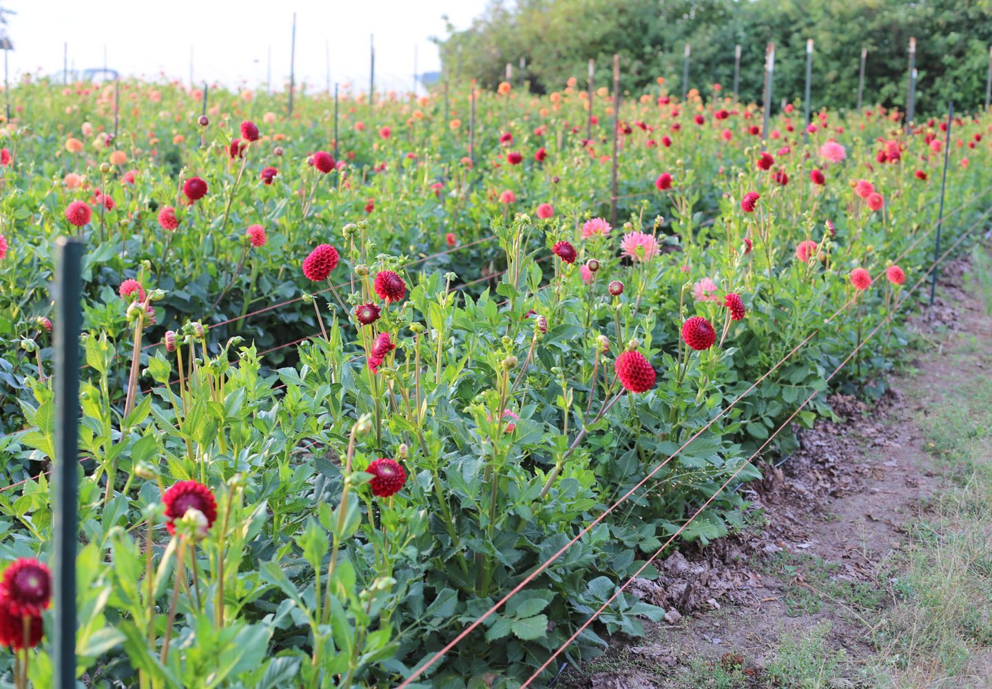 Dahlia Planting Guide dahlia-planting-guide