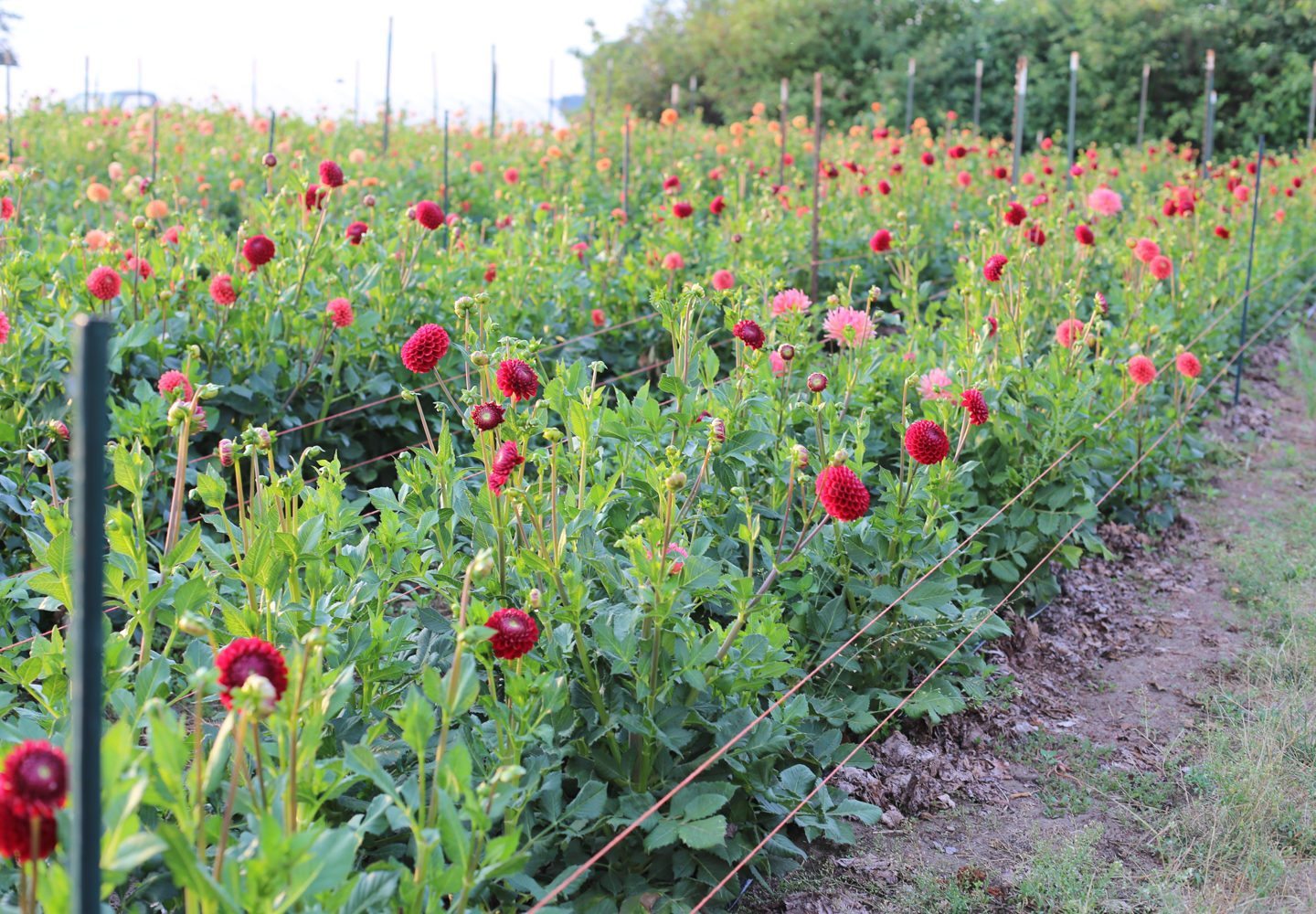 Rows of dahlias growing in a field