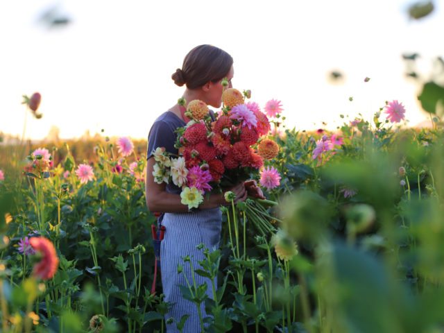 Erin Benzakein with an armload of dahlias in the field