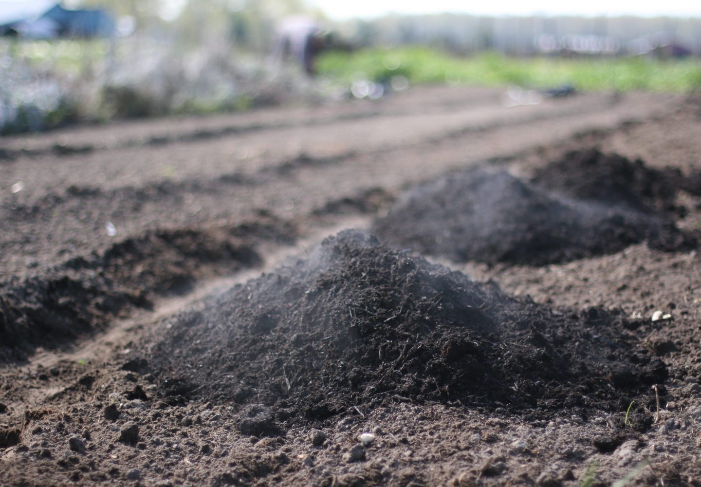 Piles of steaming compost on a field