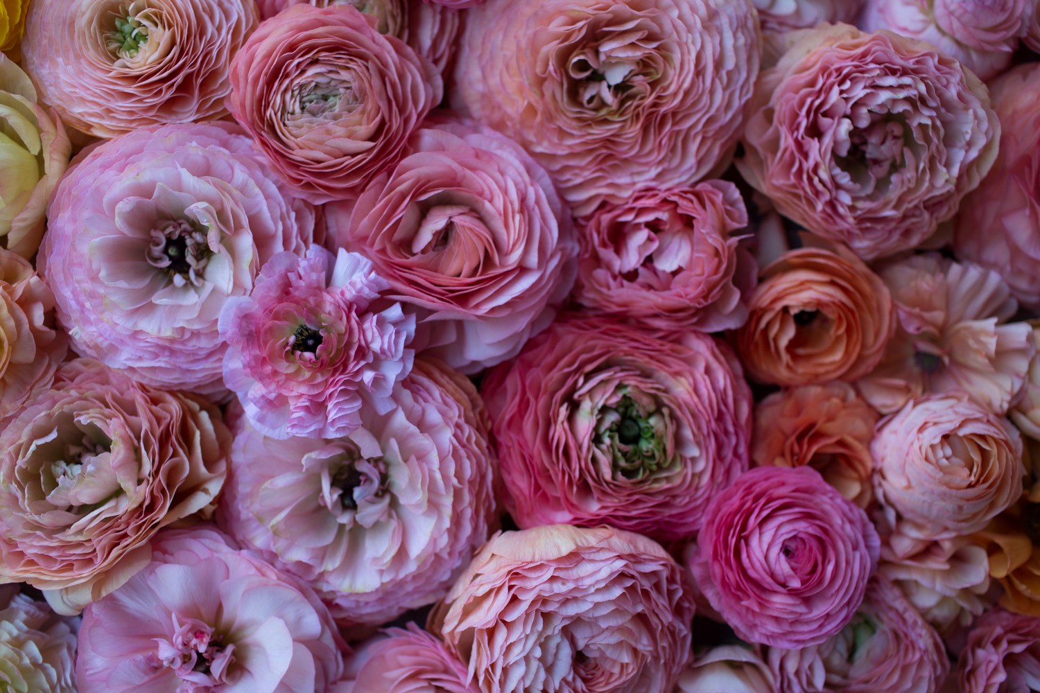 Ranunculus Amandine Chamallow – Floret Library