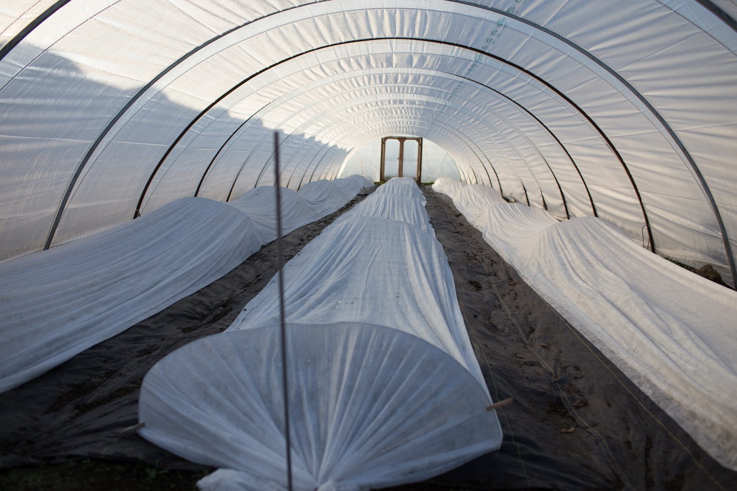 Beds in a greenhouse covered with frost cloth