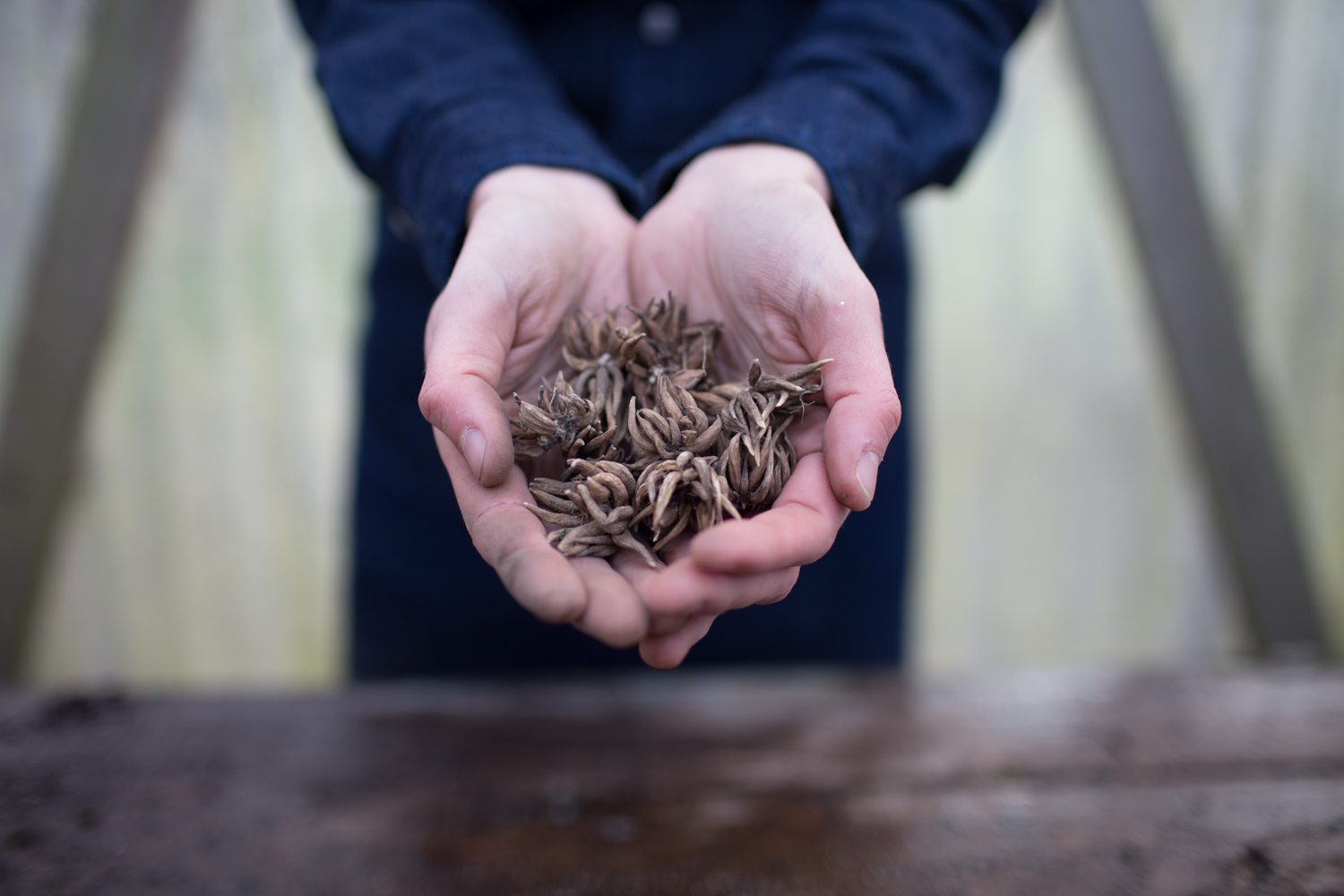 Two hands holding ranunculus corms