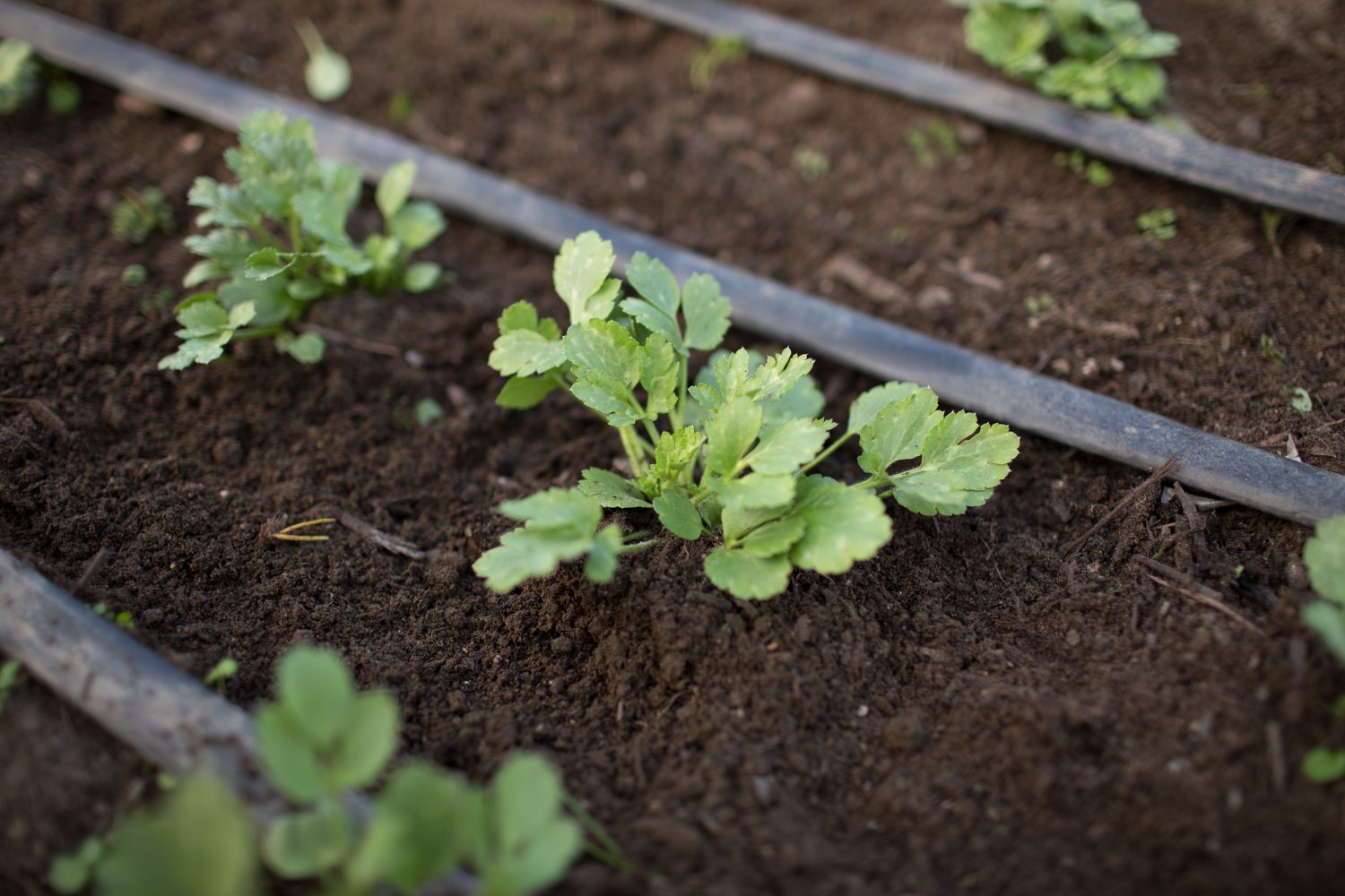 Ranunculus Growing Ranunculus Growing