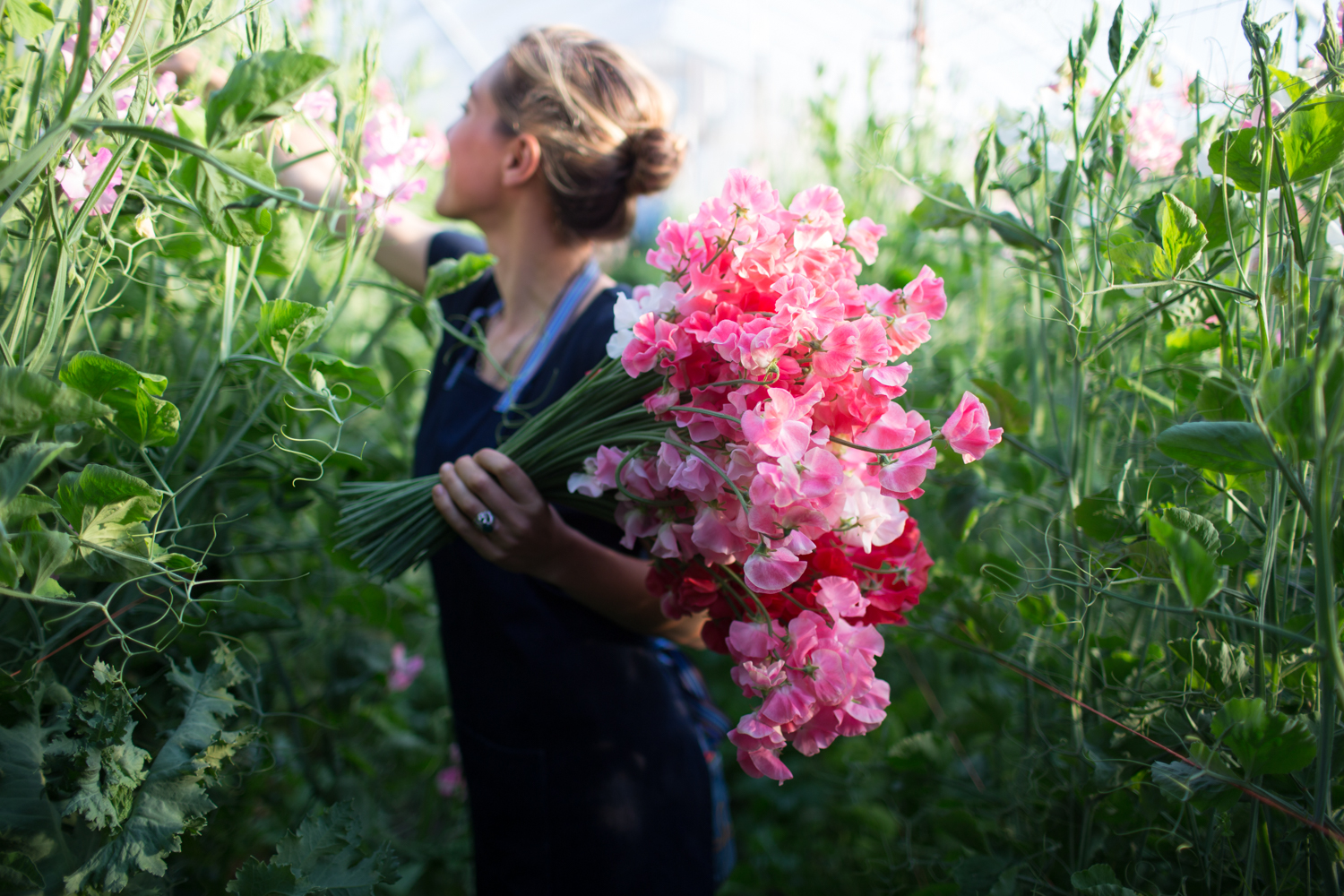 Strawflower Apricot Mix – Floret Flower Farm