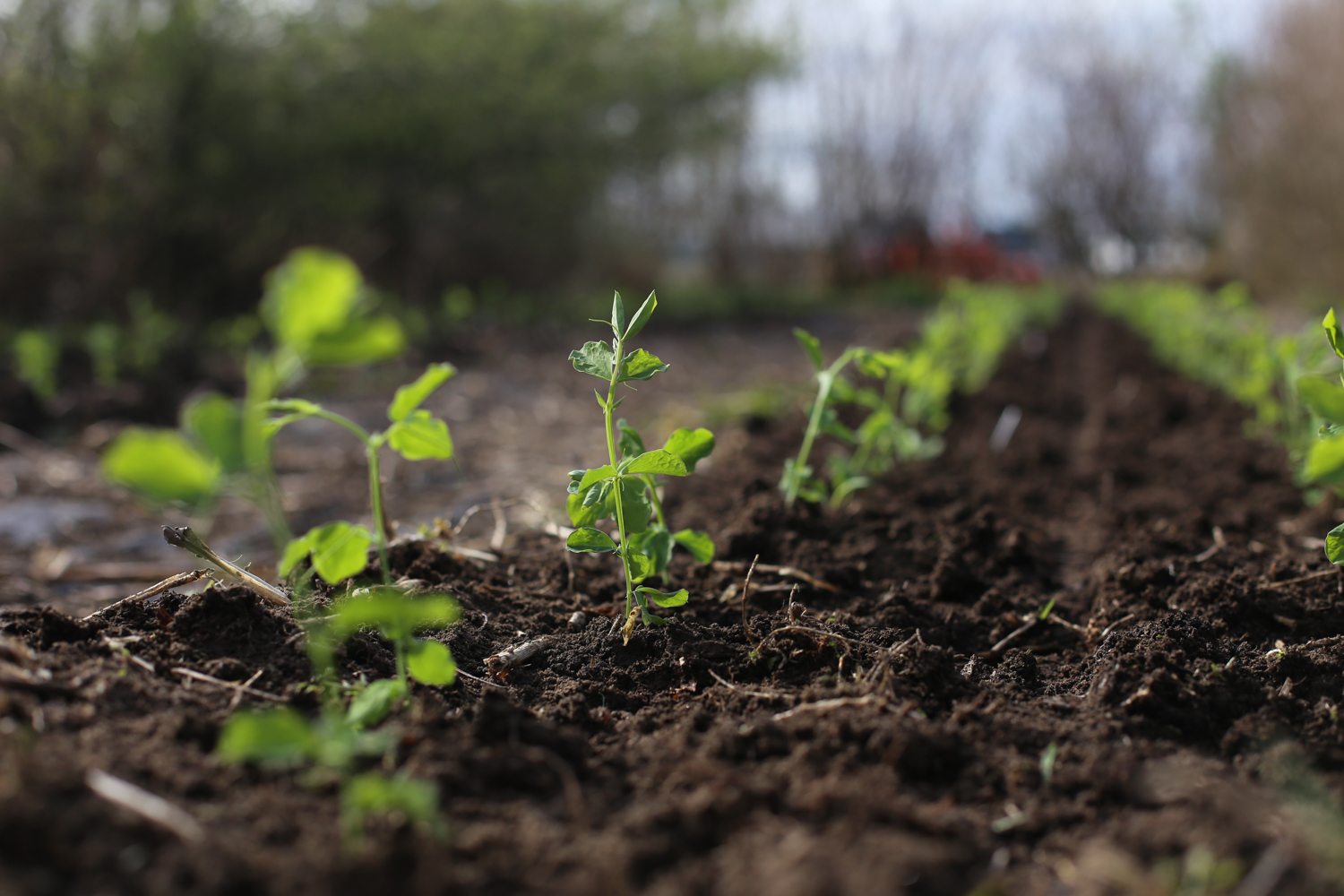 Sweet peas seedlings growing in a field