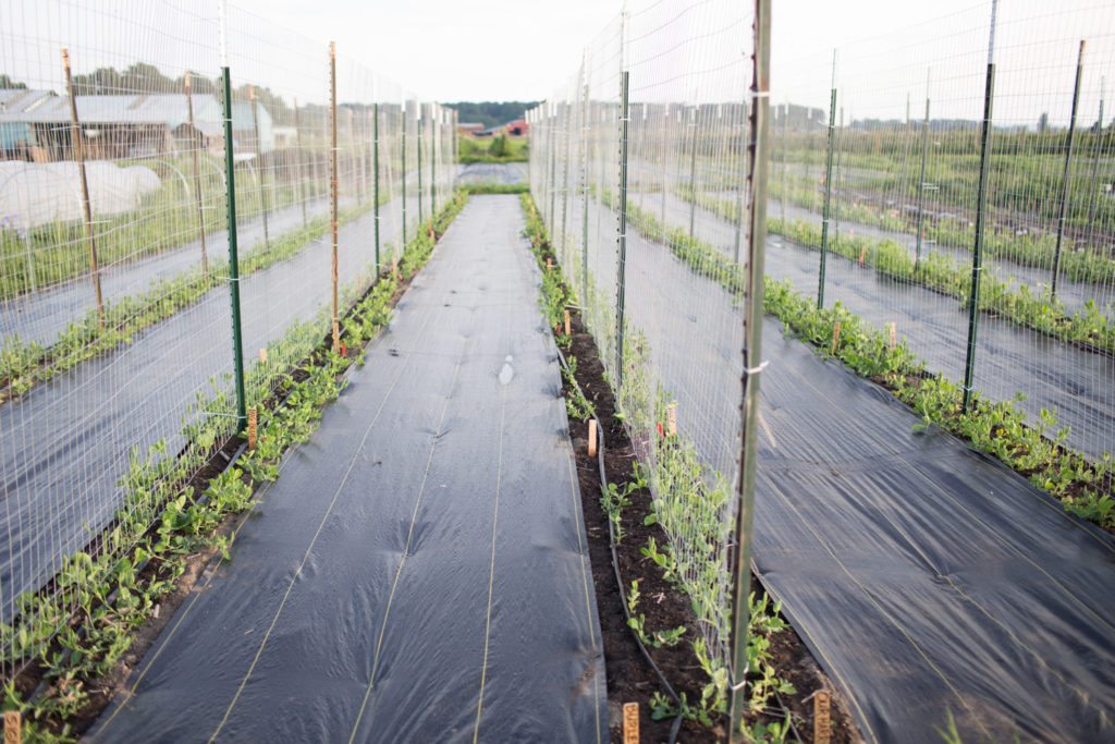 Floret_How To Grow Sweet Peas-15