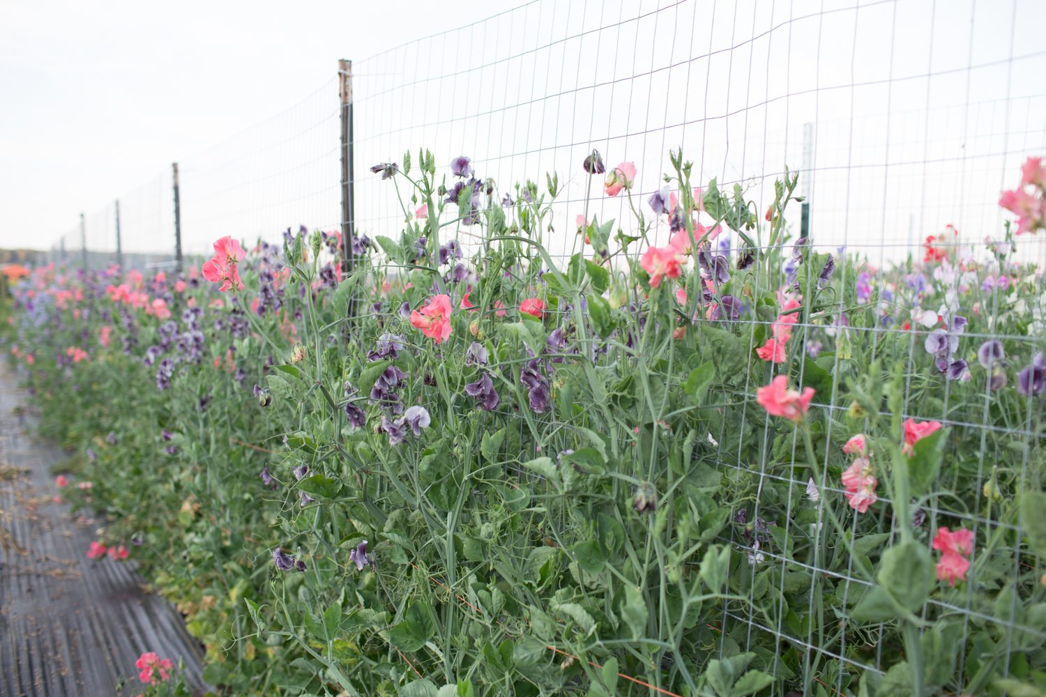 Sweet peas growing in a field