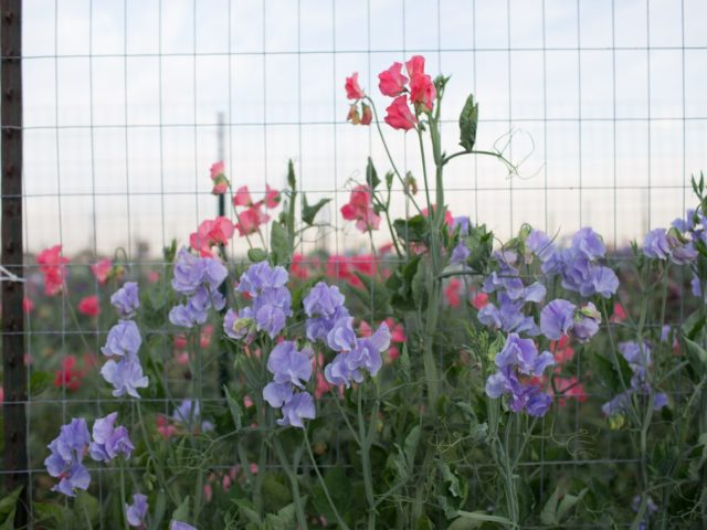 Sweet pea field close-up