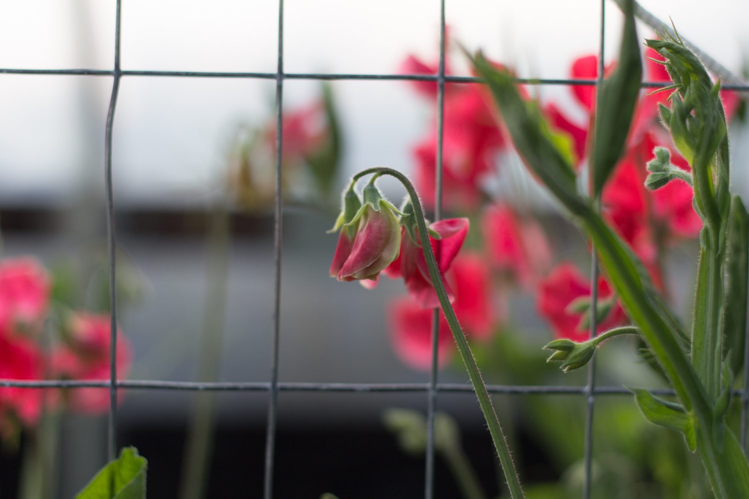 A sweet pea blossom