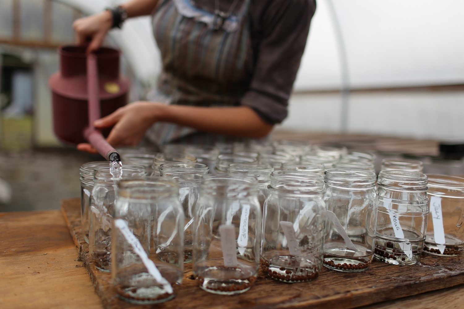 Erin Benzakein pouring water into jars of sweet pea seeds