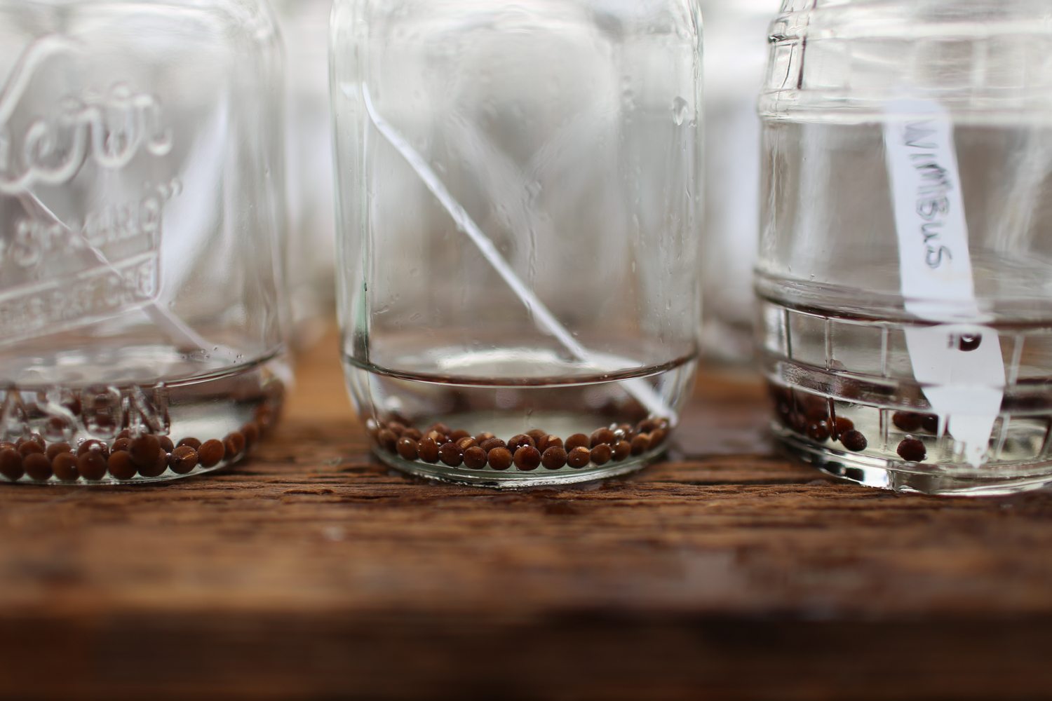 Soaking sweet pea seeds