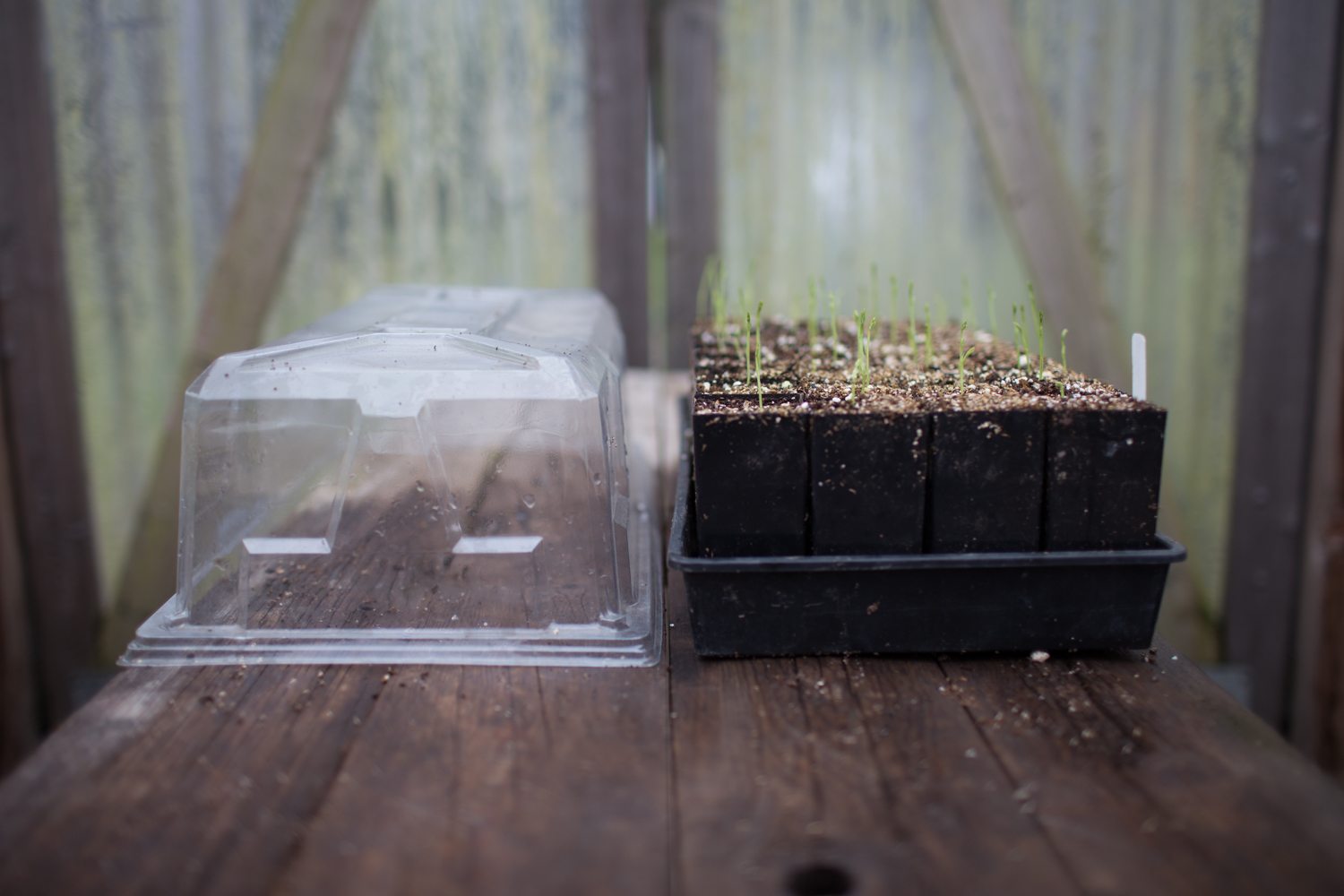 Potted seedlings in a tray