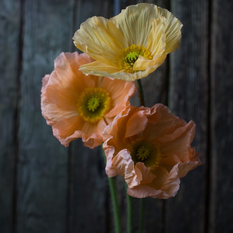 FLOWER FOCUS: Chinese Forget Me Not's - Floret Flowers