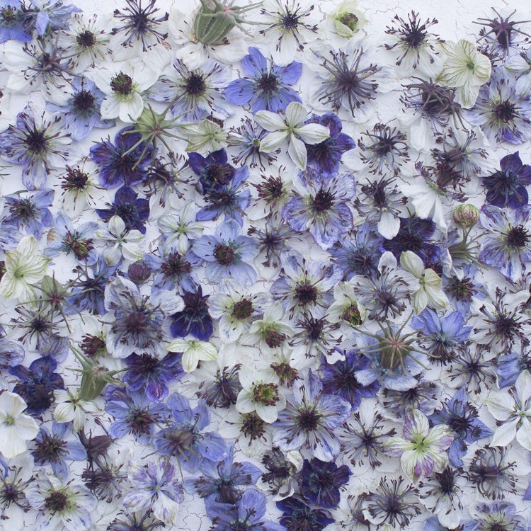 Nigella Papillosa Starry Night Mix