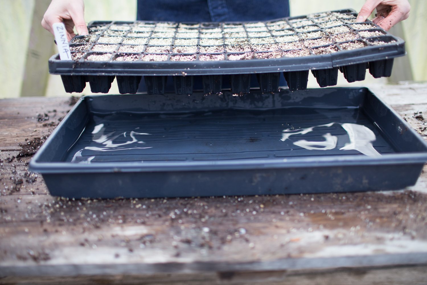 bottom watering seeds in seed trays at Floret Flower Farm