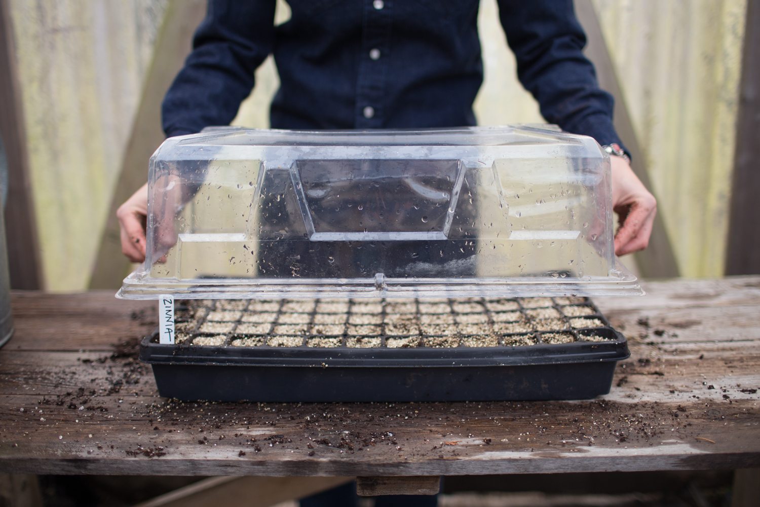 Erin Benzakein placing a cover on a seed tray