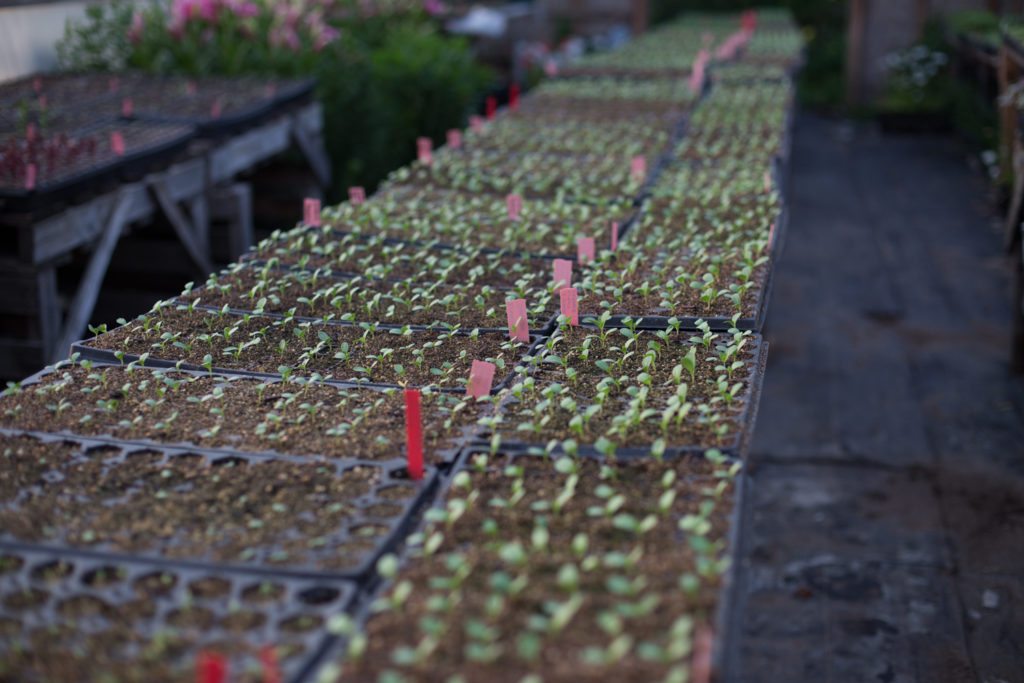 How to Start Flowers from Seed Floret Flowers