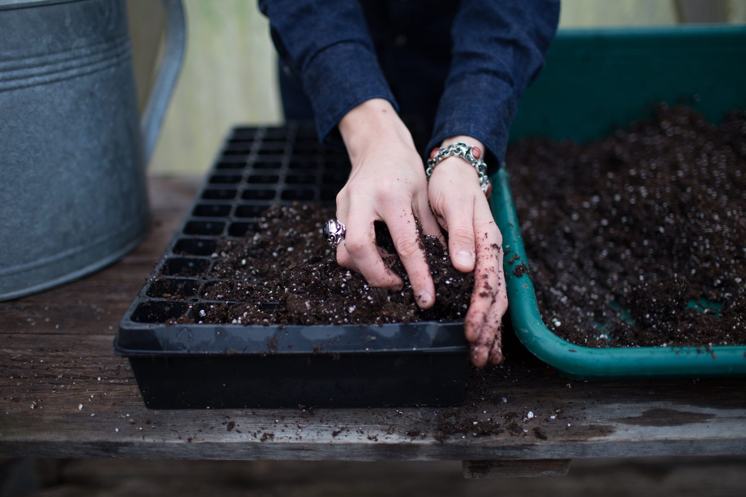 filling seed trays with potting mix