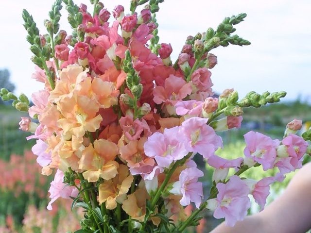Snapdragon Sherbet Toned Chantilly Mix