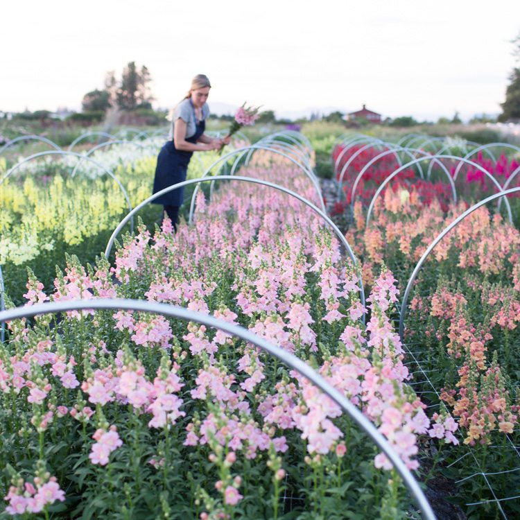 Field of Snapdragons